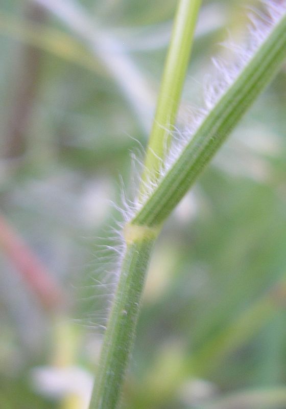 Image of Bromus squarrosus specimen.