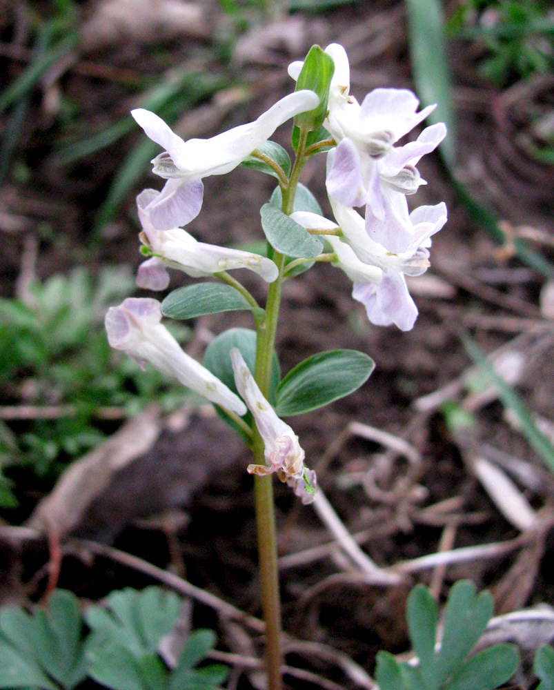 Изображение особи Corydalis caucasica.