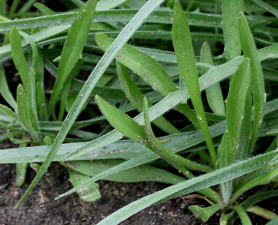 Image of Catananche caerulea specimen.