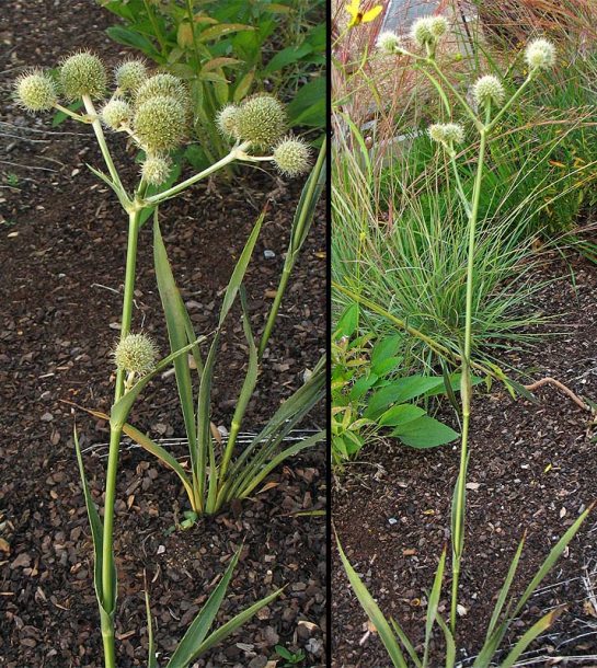 Image of Eryngium yuccifolium specimen.