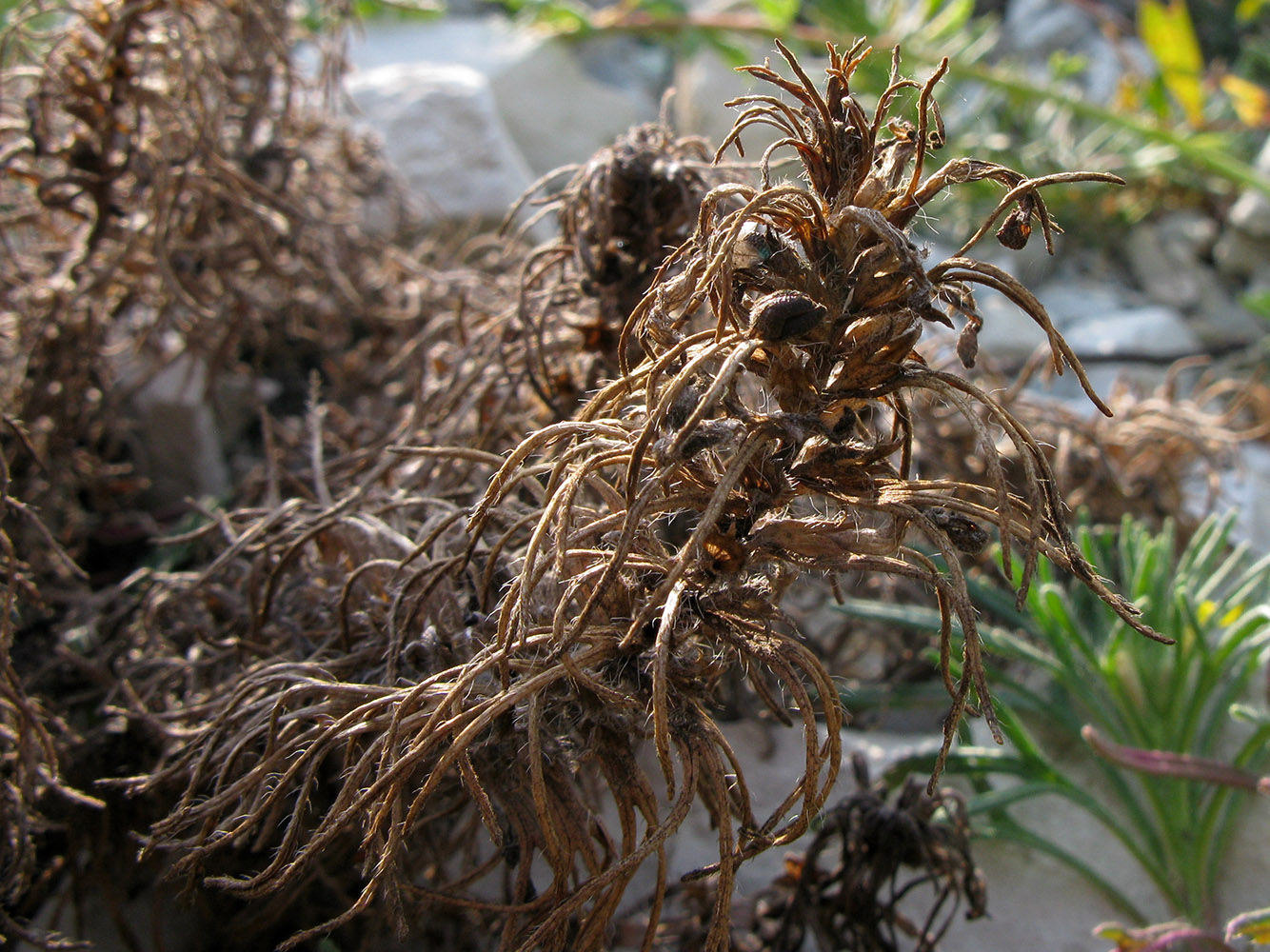 Image of Ajuga chia specimen.