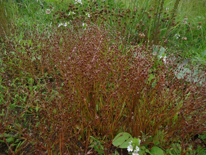 Изображение особи Juncus bufonius.