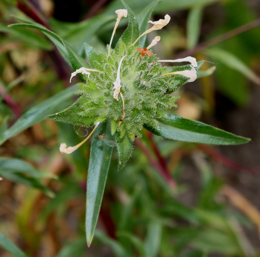 Image of Collomia grandiflora specimen.