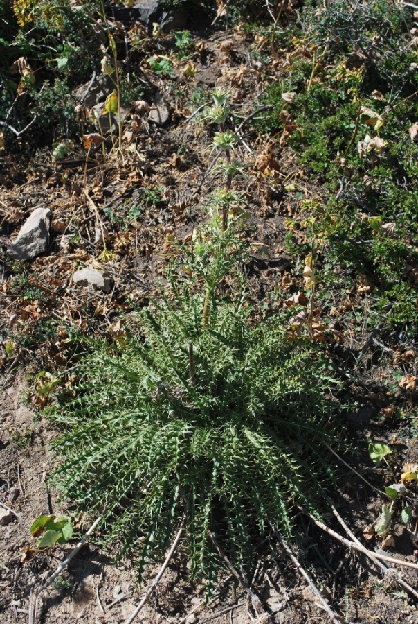 Image of Morina coulteriana specimen.