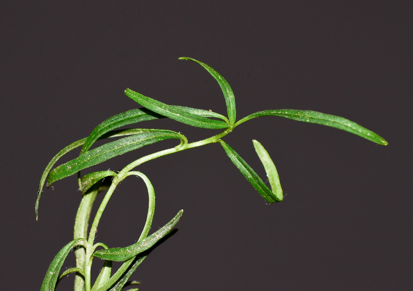 Image of Antirrhinum siculum specimen.