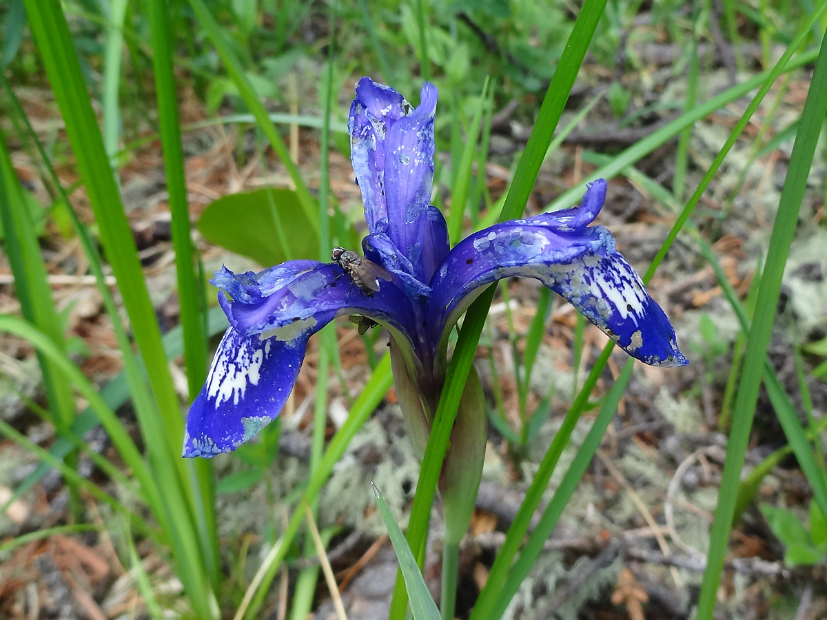 Изображение особи Iris ruthenica.