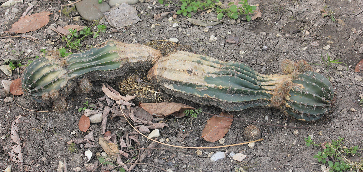 Image of genus Echinopsis specimen.