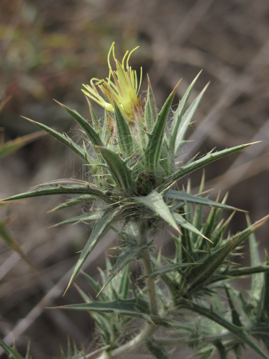 Image of Carthamus lanatus specimen.