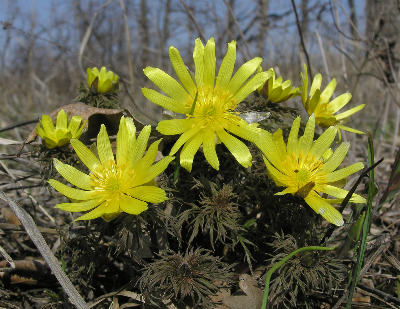 Image of Adonis volgensis specimen.