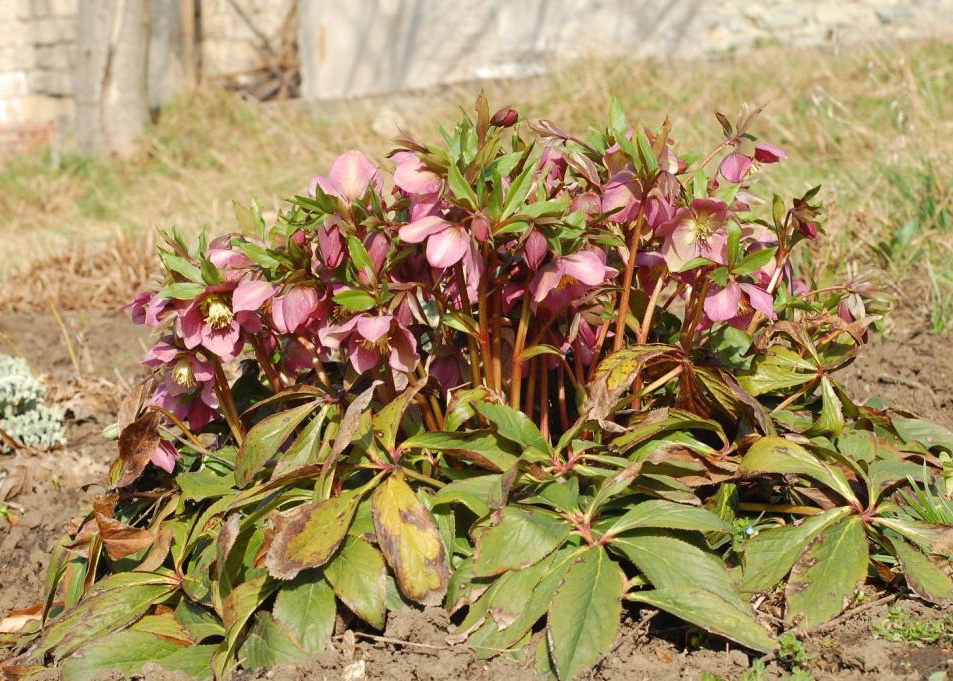 Image of Helleborus orientalis specimen.