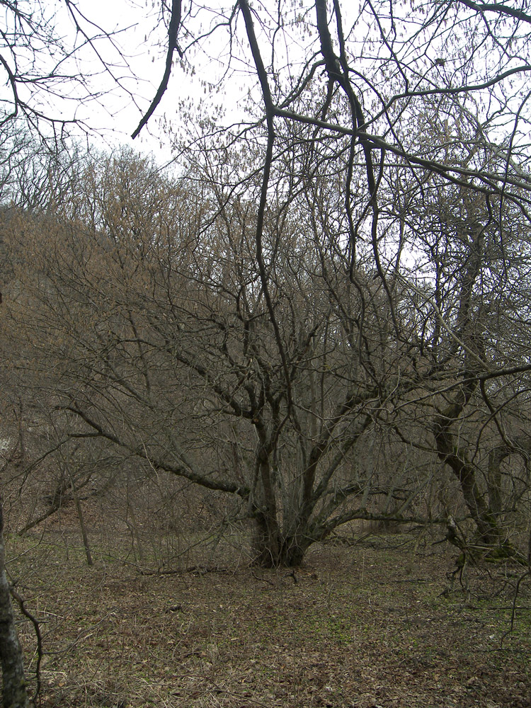 Image of Corylus avellana specimen.