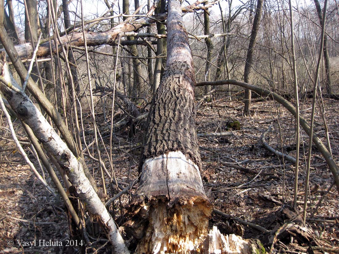 Image of Populus tremula specimen.