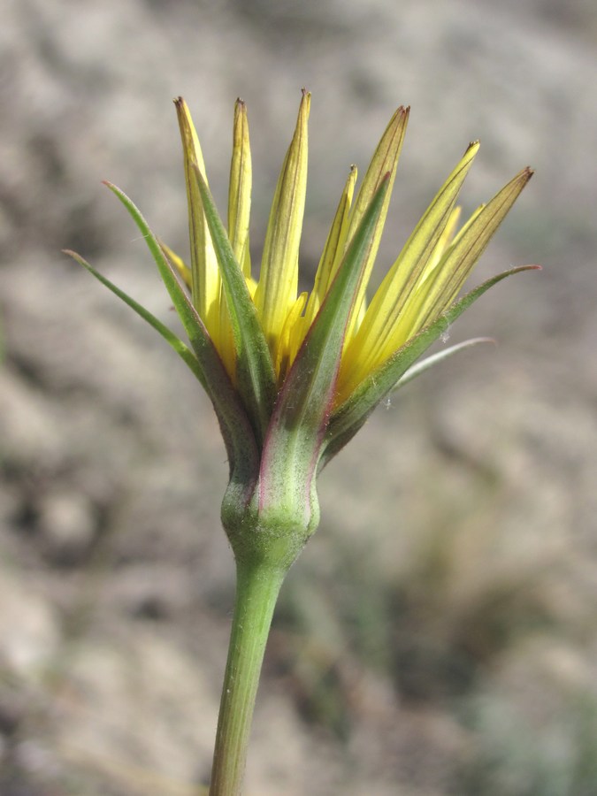 Изображение особи Tragopogon pusillus.