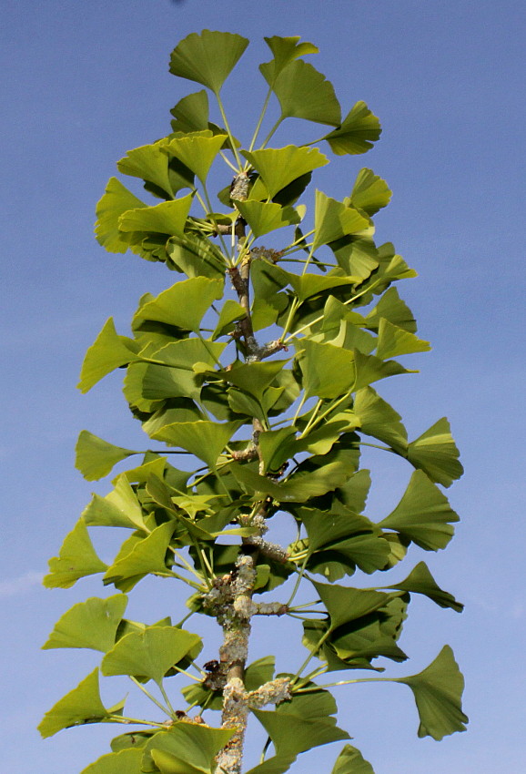 Image of Ginkgo biloba specimen.