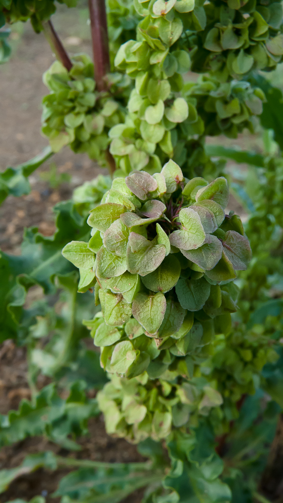 Image of Rumex pseudonatronatus specimen.