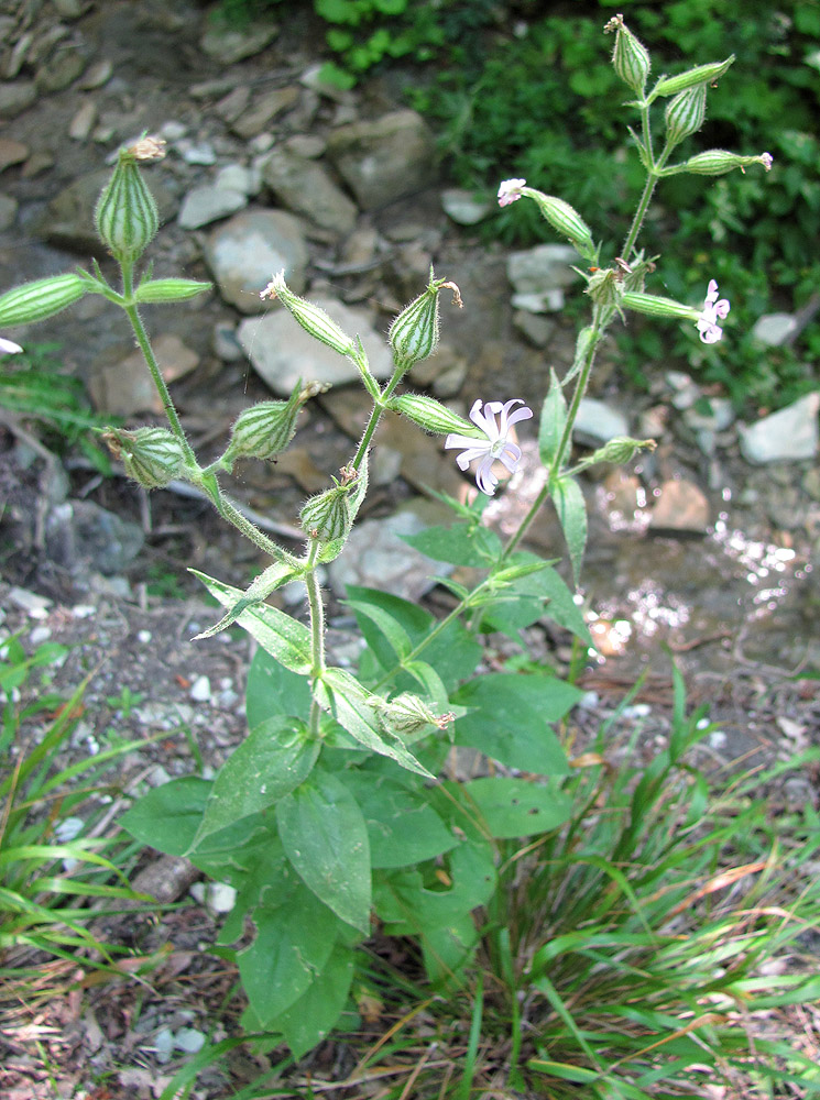 Image of Silene noctiflora specimen.