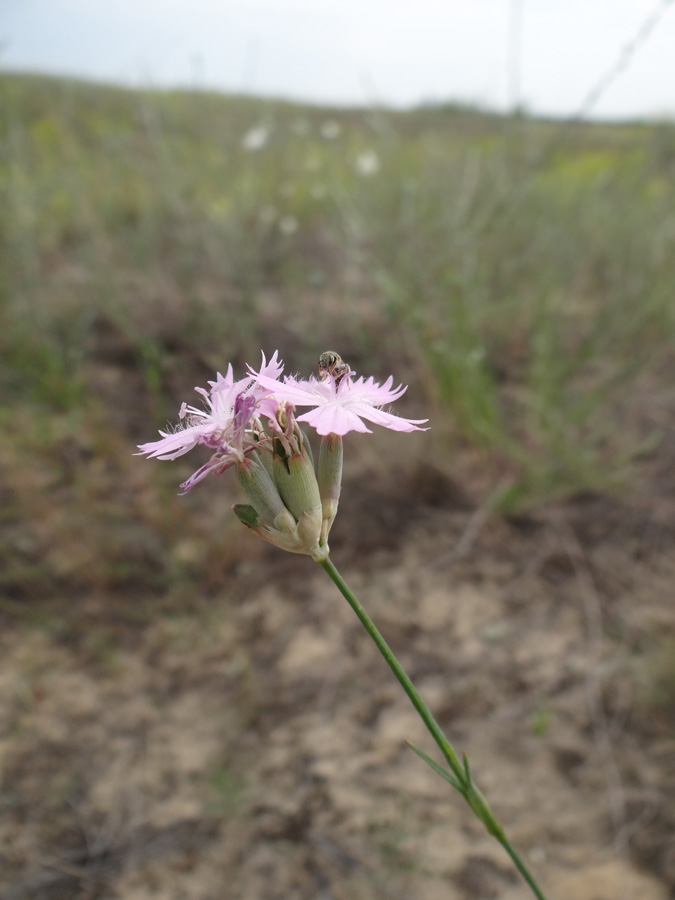 Изображение особи Dianthus platyodon.