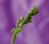 Listera pinetorum
