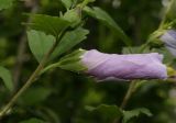 Hibiscus syriacus. Распускающиеся цветки. Молдова, Кишинев, Ботанический сад АН Молдовы. 23.07.2014.