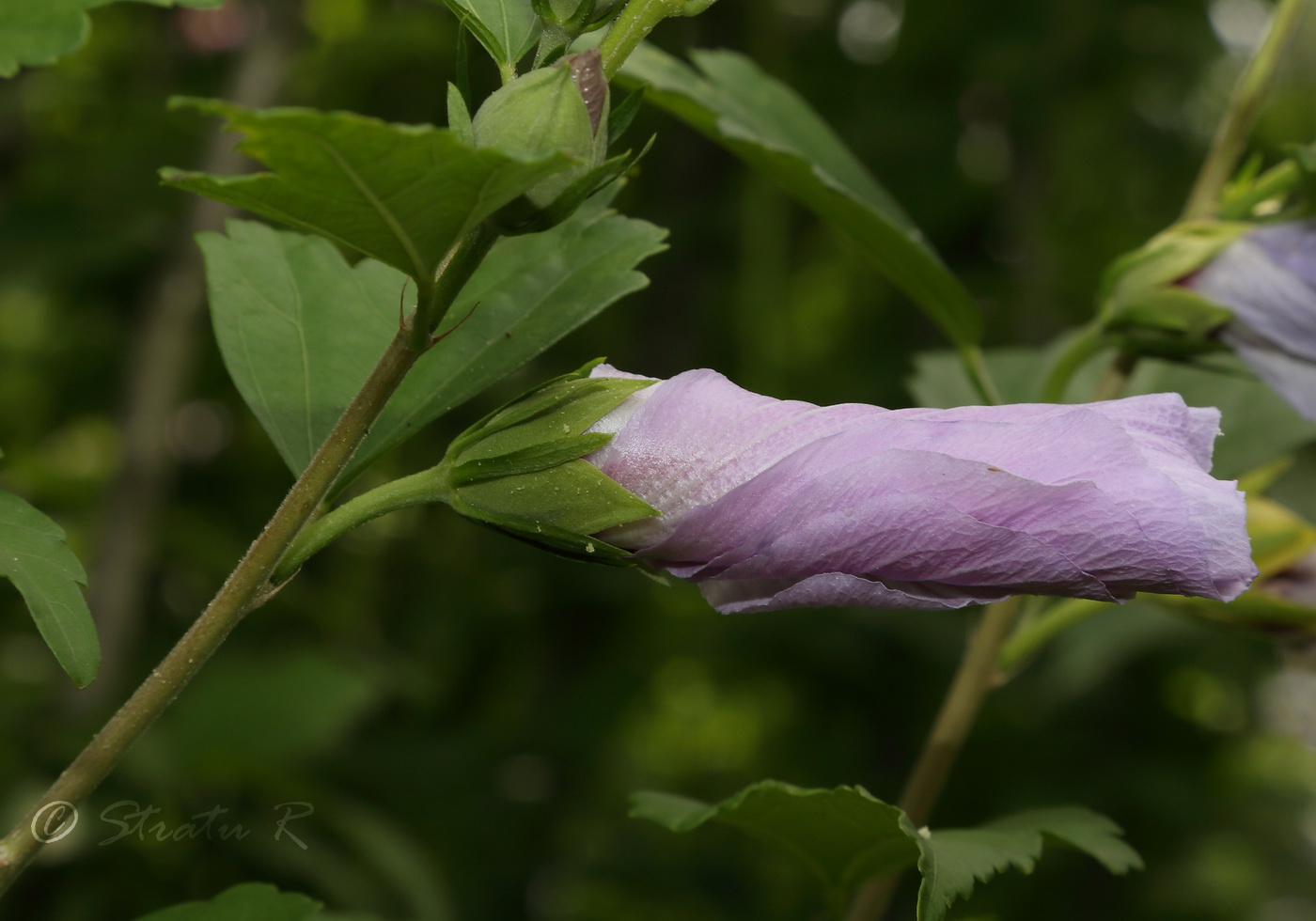 Image of Hibiscus syriacus specimen.