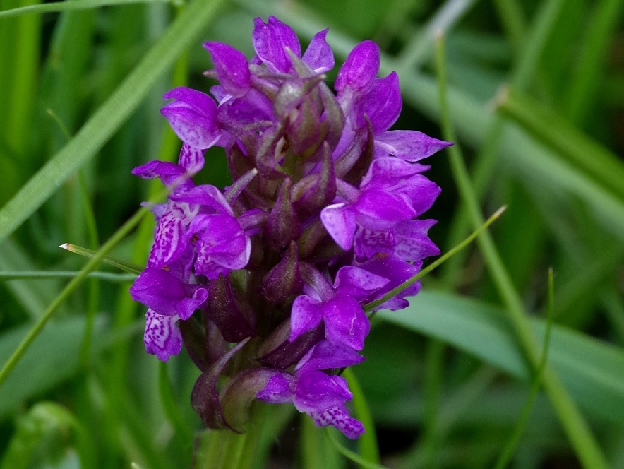 Image of Dactylorhiza umbrosa specimen.