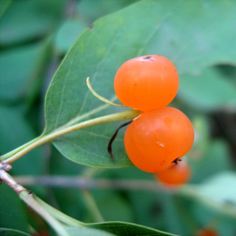 Image of Lonicera tatarica specimen.