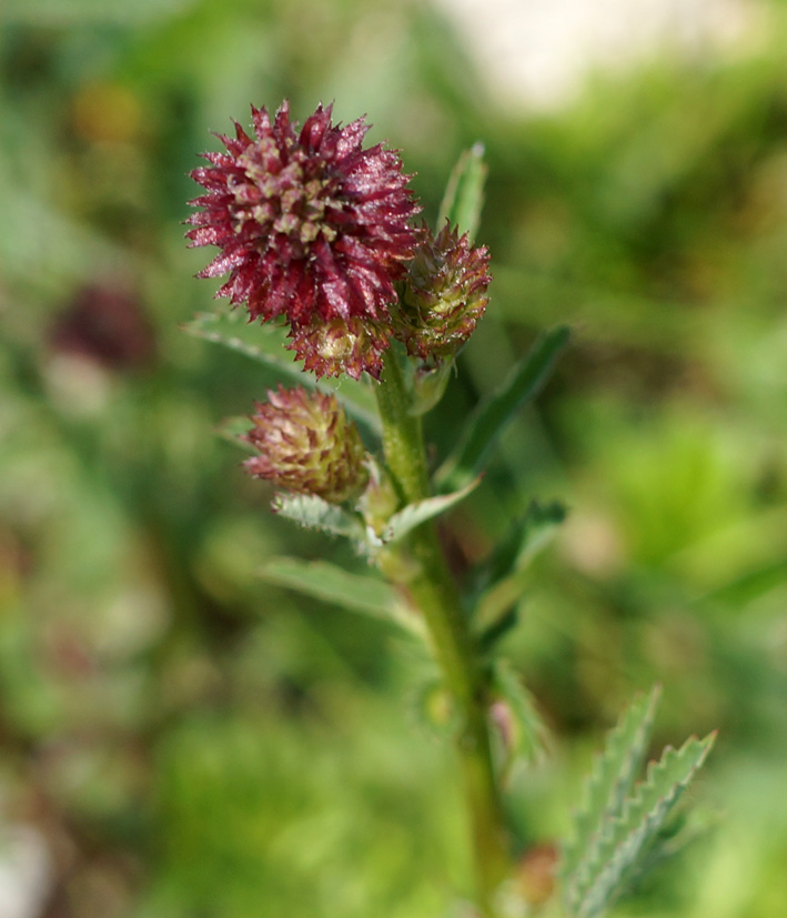 Image of Sanguisorba polygama specimen.