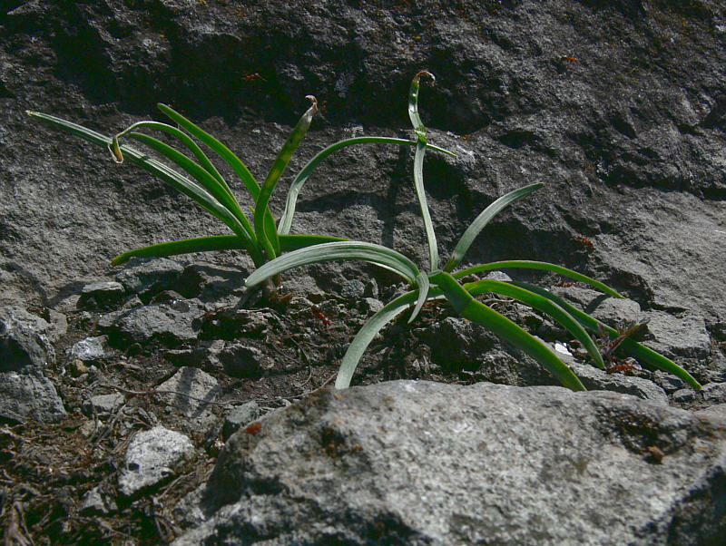 Image of Allium splendens specimen.