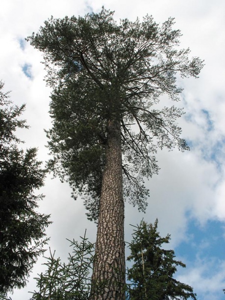 Image of Pinus sylvestris specimen.