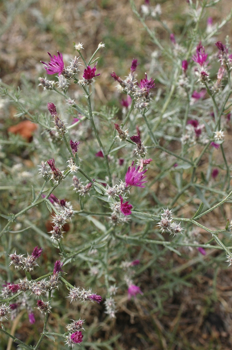 Image of Centaurea pseudosquarrosa specimen.