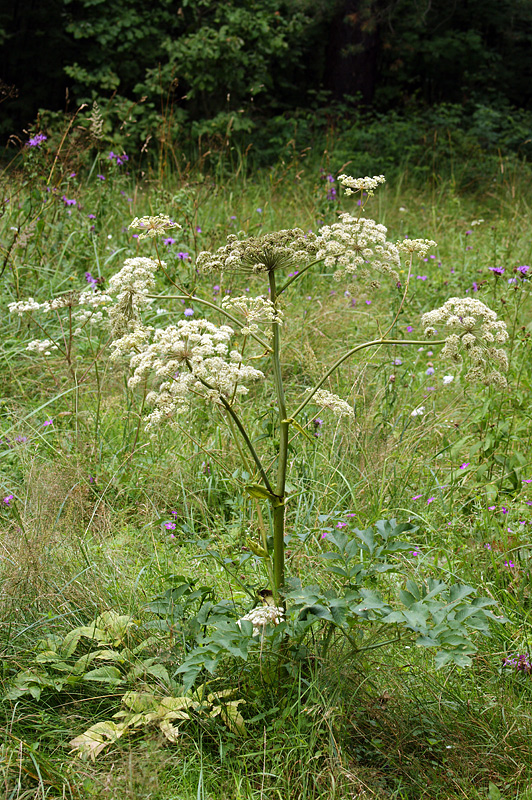 Изображение особи Angelica sylvestris.