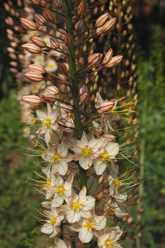 Image of genus Eremurus specimen.