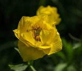 Trollius europaeus