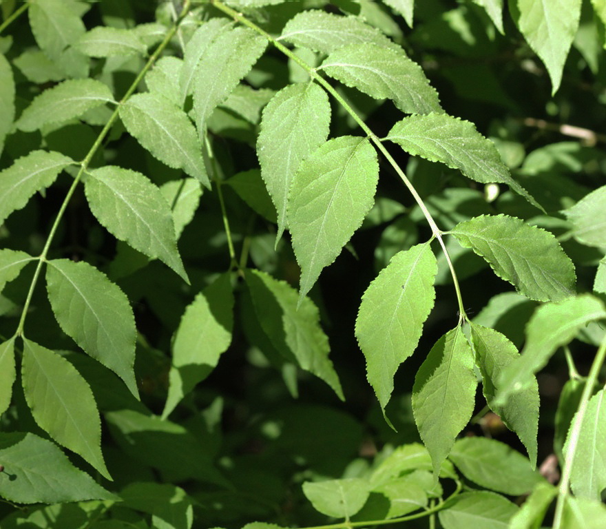 Image of Euonymus verrucosus specimen.