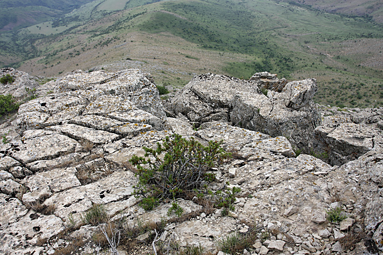 Image of Cerasus tianshanica specimen.