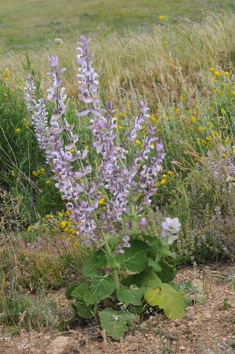 Image of Salvia sclarea specimen.