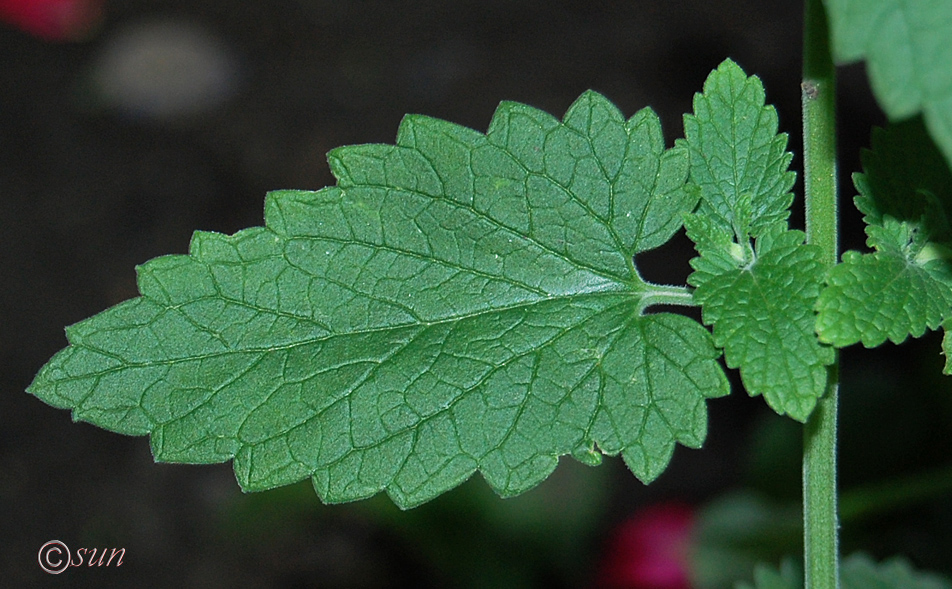 Image of Nepeta cataria specimen.