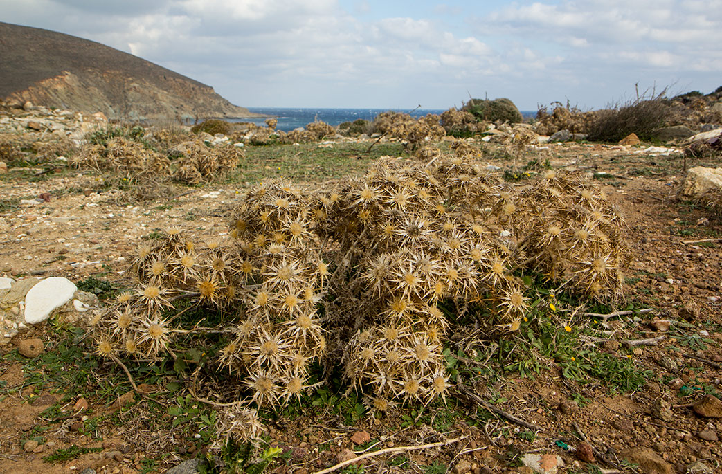 Image of Carlina graeca specimen.