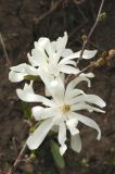 Magnolia stellata