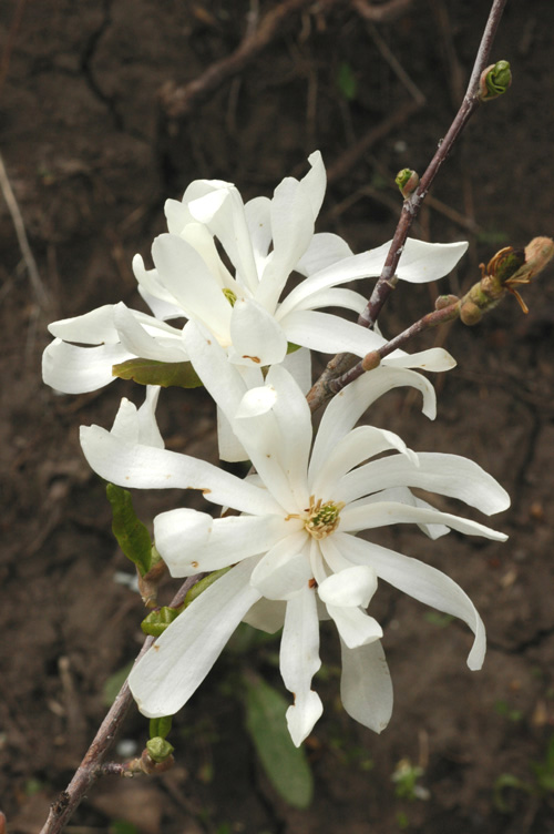 Image of Magnolia stellata specimen.