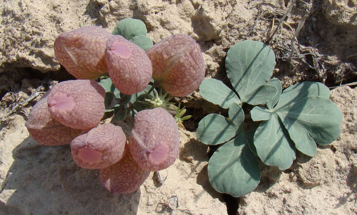 Image of Leontice incerta specimen.