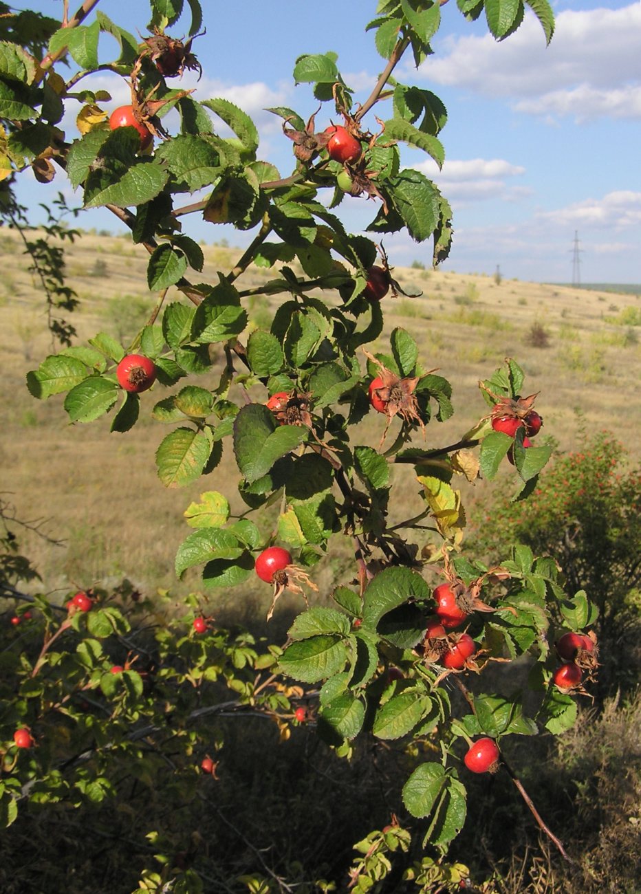 Изображение особи род Rosa.