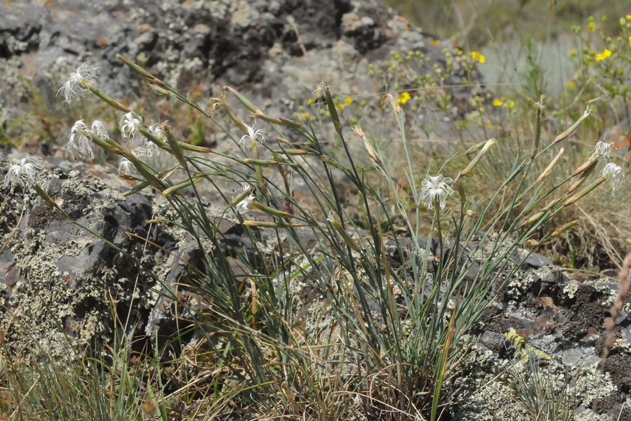 Image of genus Dianthus specimen.