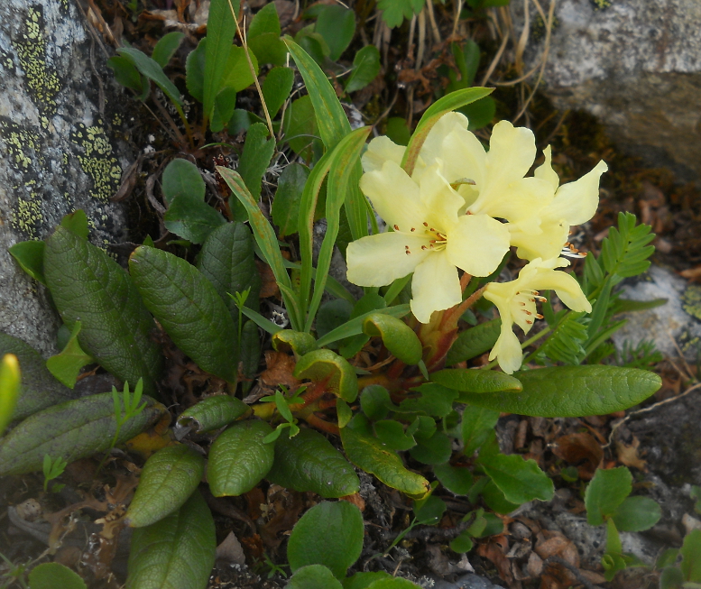 Image of Rhododendron aureum specimen.