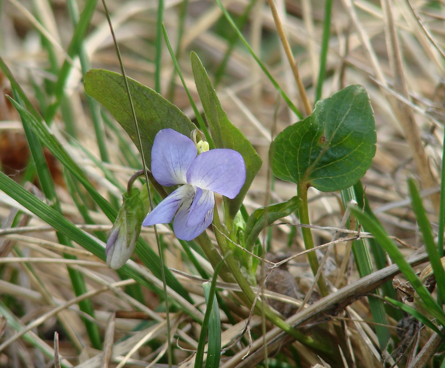 Image of Viola canina specimen.