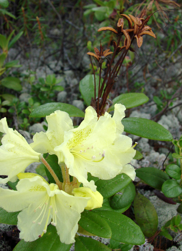 Image of Rhododendron aureum specimen.