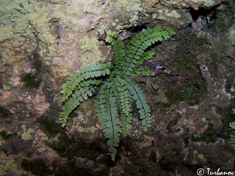 Изображение особи Asplenium trichomanes.