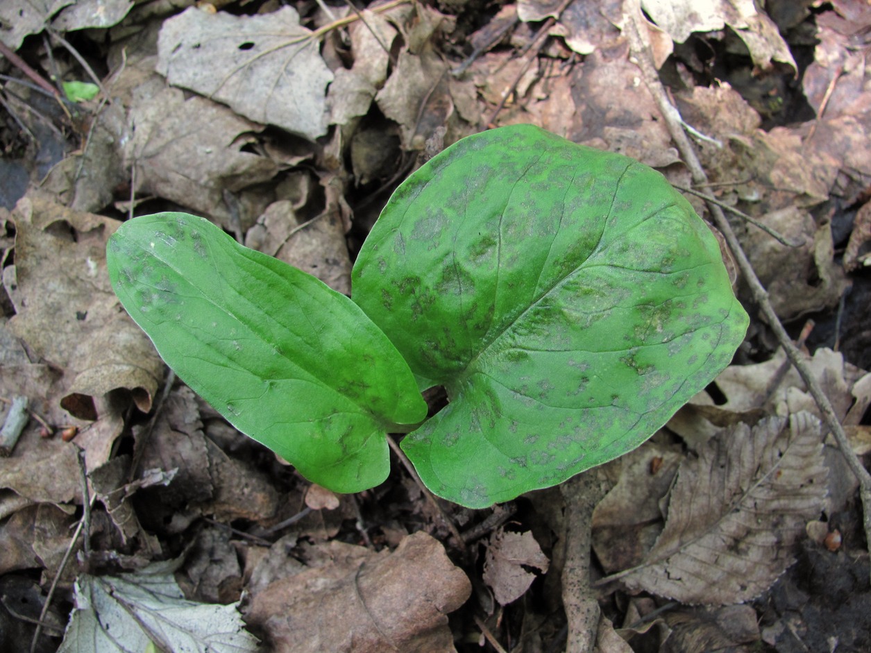 Image of Arum maculatum specimen.