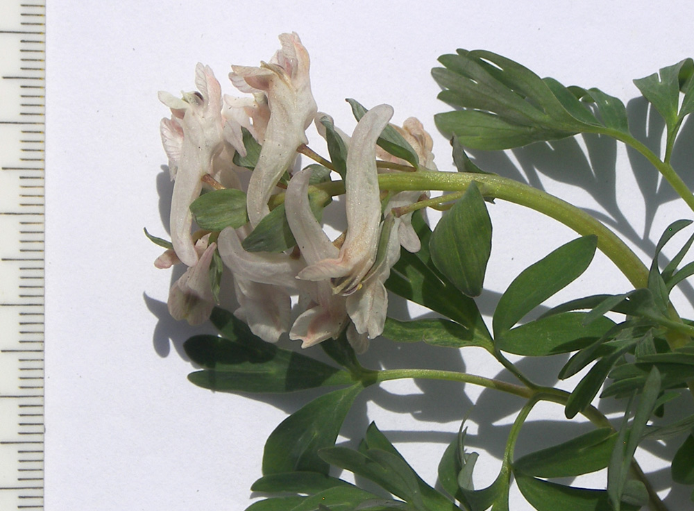 Изображение особи Corydalis teberdensis.