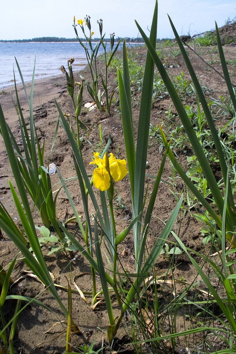 Image of Iris pseudacorus specimen.